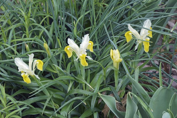 Corn-leaved juno iris