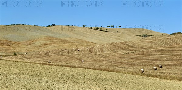 Harvested grain field with straw bales
