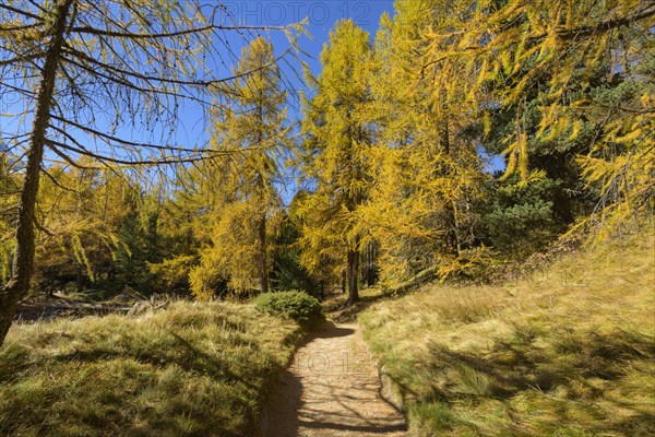 Path with colorful larch trees in autumn