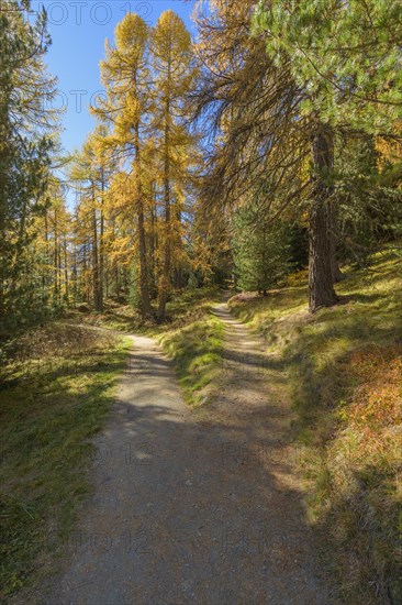 Forked path with colorful larch trees in autumn