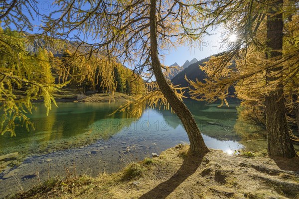 Mountain lake with larch trees in autumn