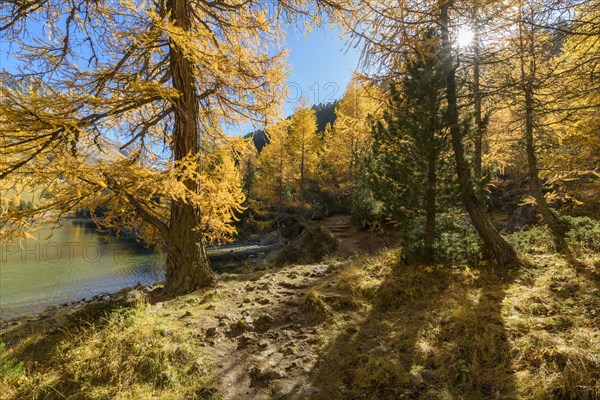 Mountain lake with larch trees in autumn