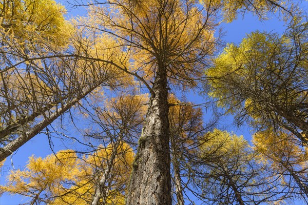 View in the tree tops of a larch tree forest in autumn