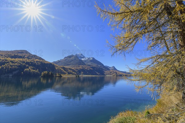 Lake Silsersee with colorful larch trees and sun in autumn