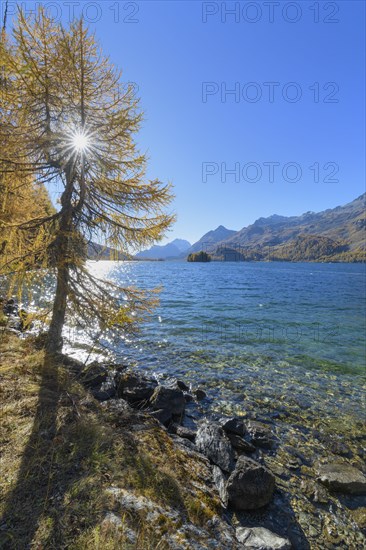 Lake Silsersee with colorful larch trees and sun in autumn