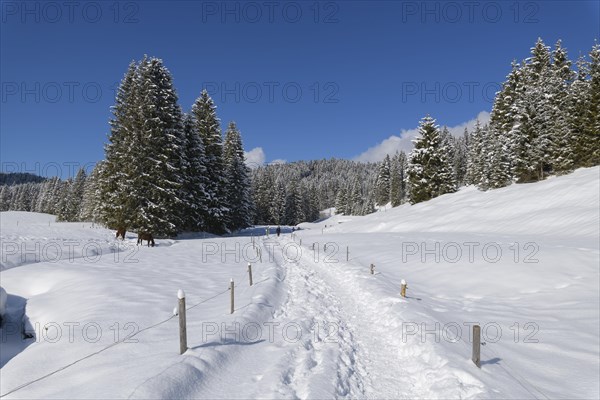 Path in winter