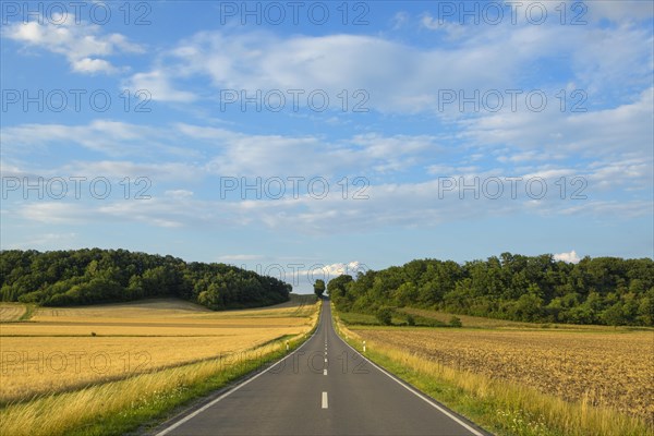 Country road with grain fields in summer