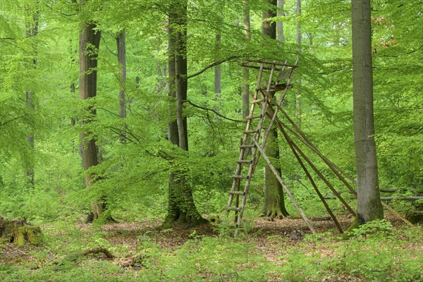 Beech tree forest with hunting blind in spring