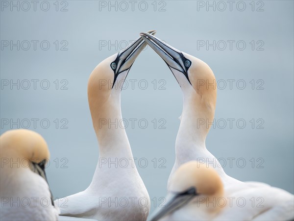 Northern gannet