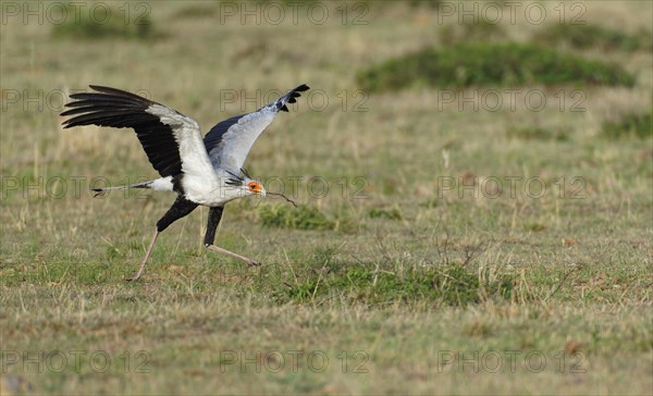 Secretary bird