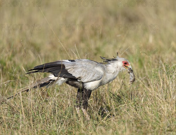 Secretary bird