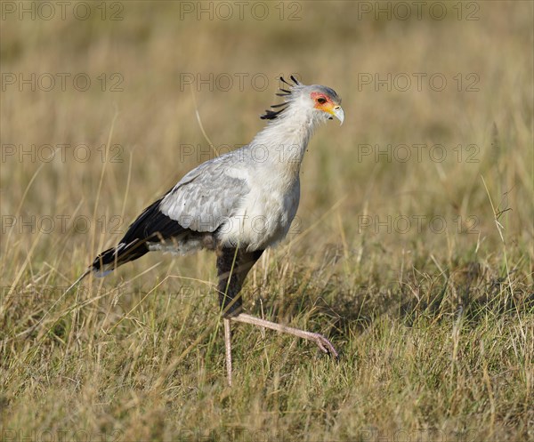 Secretary bird