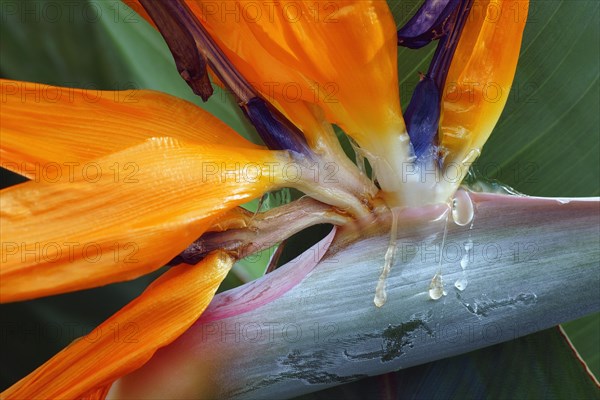 Crane flower