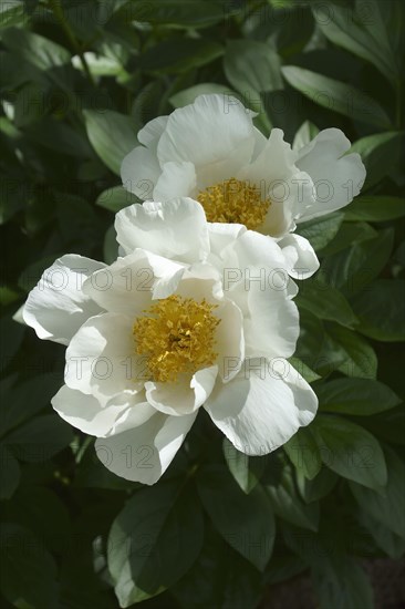 Chinese peony