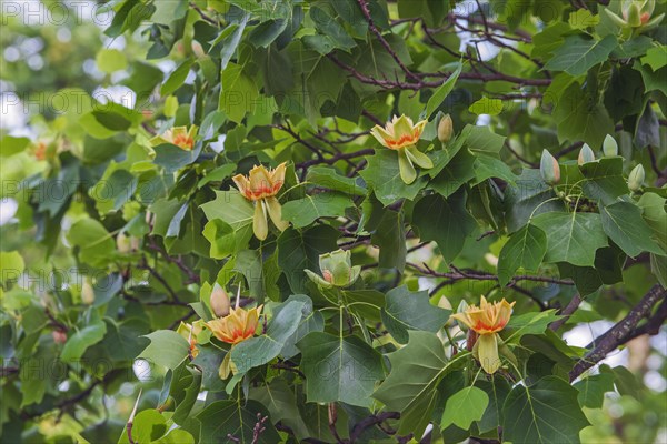 Tulip tree