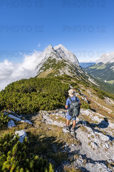 Hiker on the ridge of the Mieminger Kette between mountain pines
