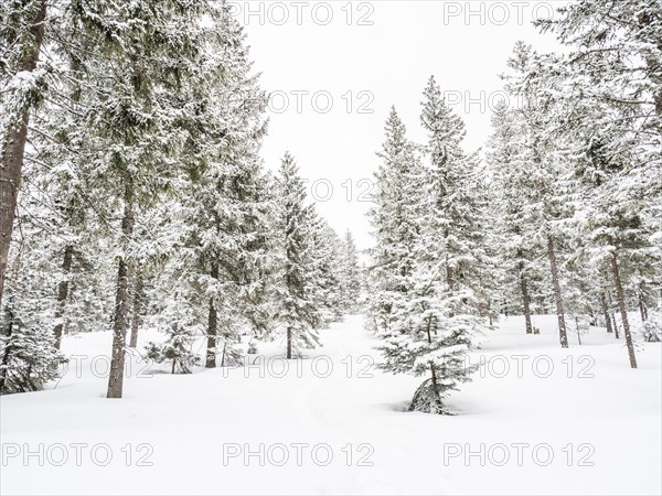 Winter landscape