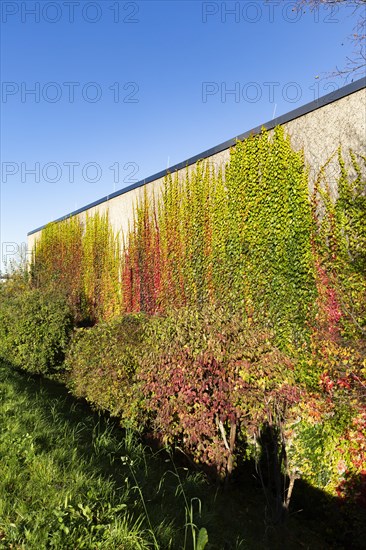 Facade greening with autumn leaves on a building of the Rhein-Sieg-Gymnasium