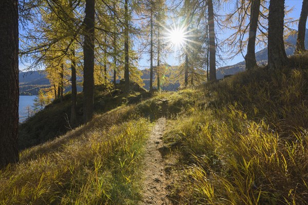 Path with colorful larch trees and sun in autumn