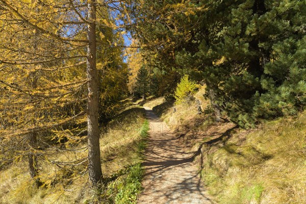 Path with colorful larch trees in autumn