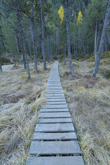 Boardwalk in mountain forest