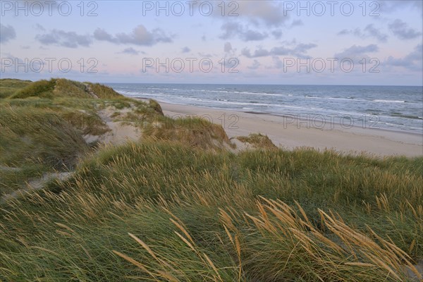 Dune landscape with the north sea in the morning