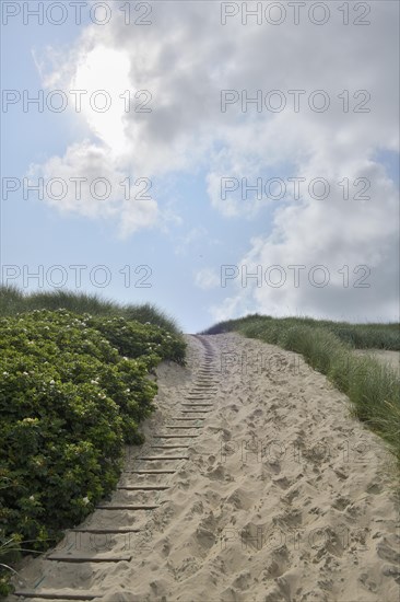 Dune landscape with sandy footpath to the sea in summer