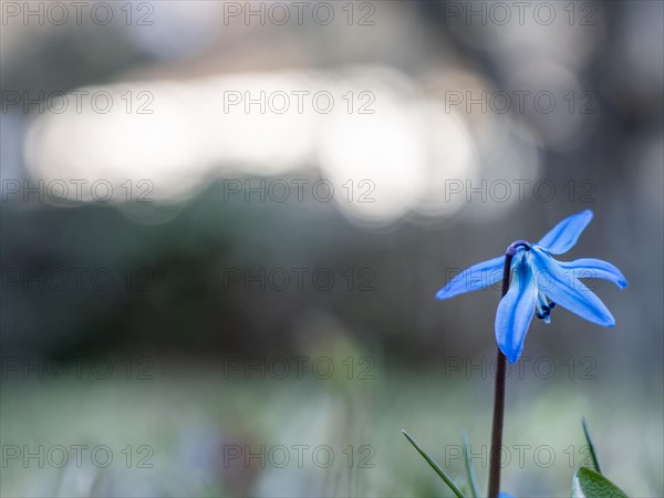 Siberian siberian squill