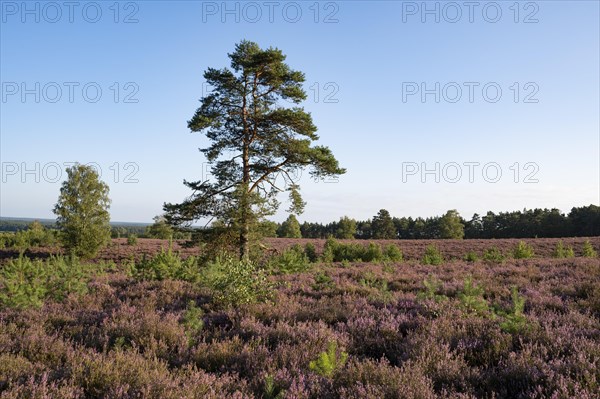 Heathland