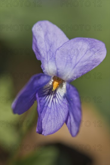 Wood violet