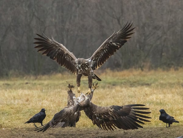 White-tailed eagle