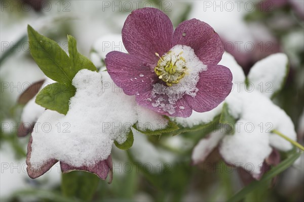 Oriental hellebore