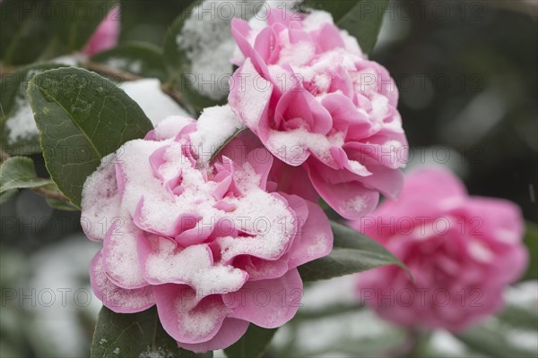 Japanese camellia