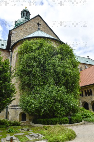 1000-year-old rosebush