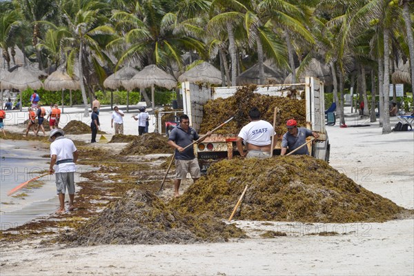 Brown algae removal