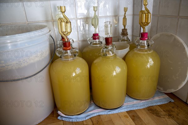 Fermenting bin and demijohns making homemade elderflower wine in kitchen of home