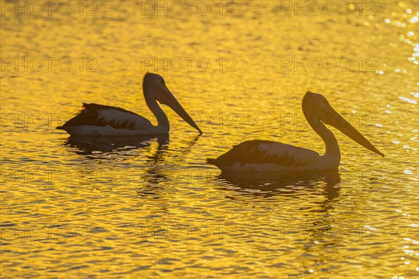 Australian Pelican