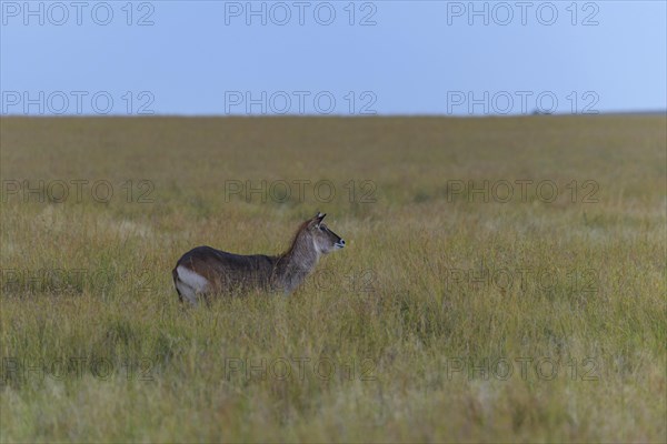 Defassa waterbuck