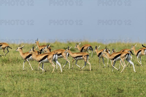 Thomsons Gazelle