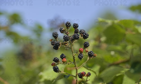 Wild blackberries