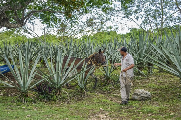 Henequen agave