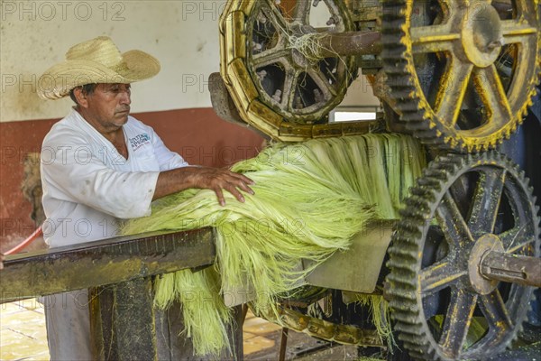 Machine for crushing sisal agaves