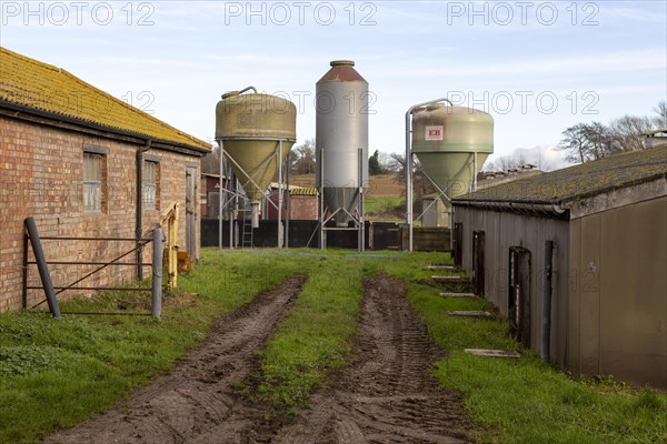 Food storage silos fodder feed containers on pig farm