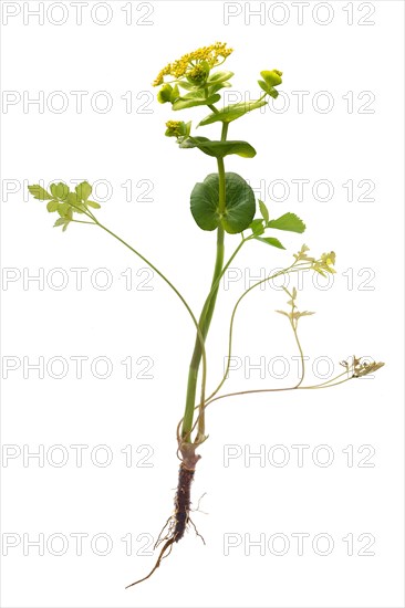 Stem-encircling yellow umbellifer