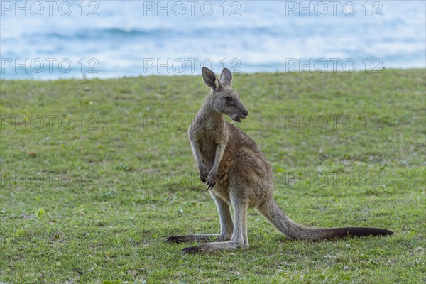 Grey Kangaroo