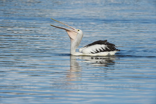 Australian Pelican