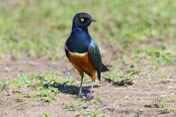 Superb Starling