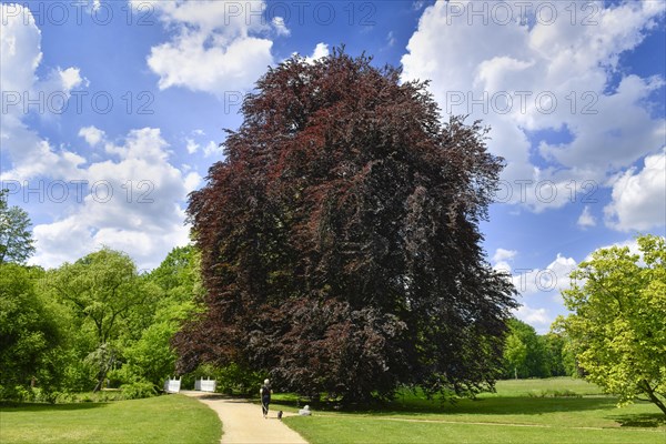 Copper beech