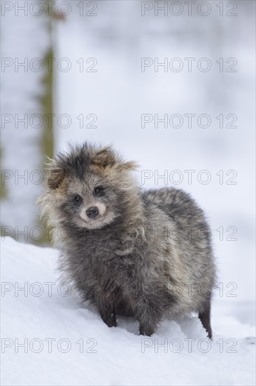 Raccoon Dog