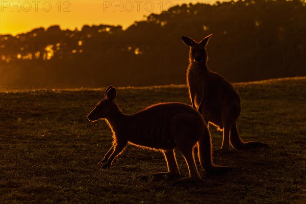 Grey Kangaroo